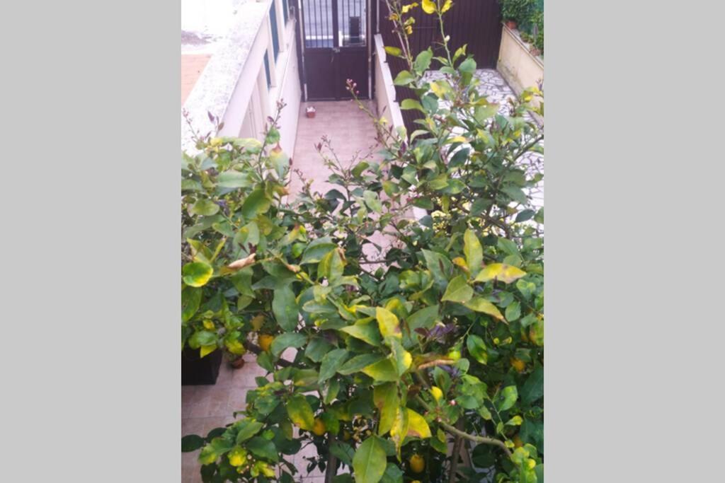 Ferienwohnung Appto Limone Lido di Ostia Exterior foto